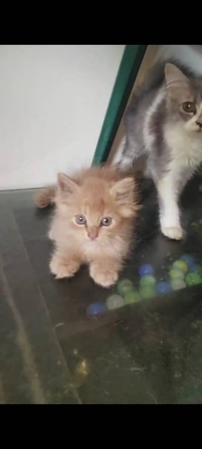 kittens for sale