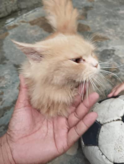 Male Cat for Sale Brown collar
