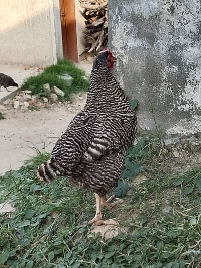 female for sale