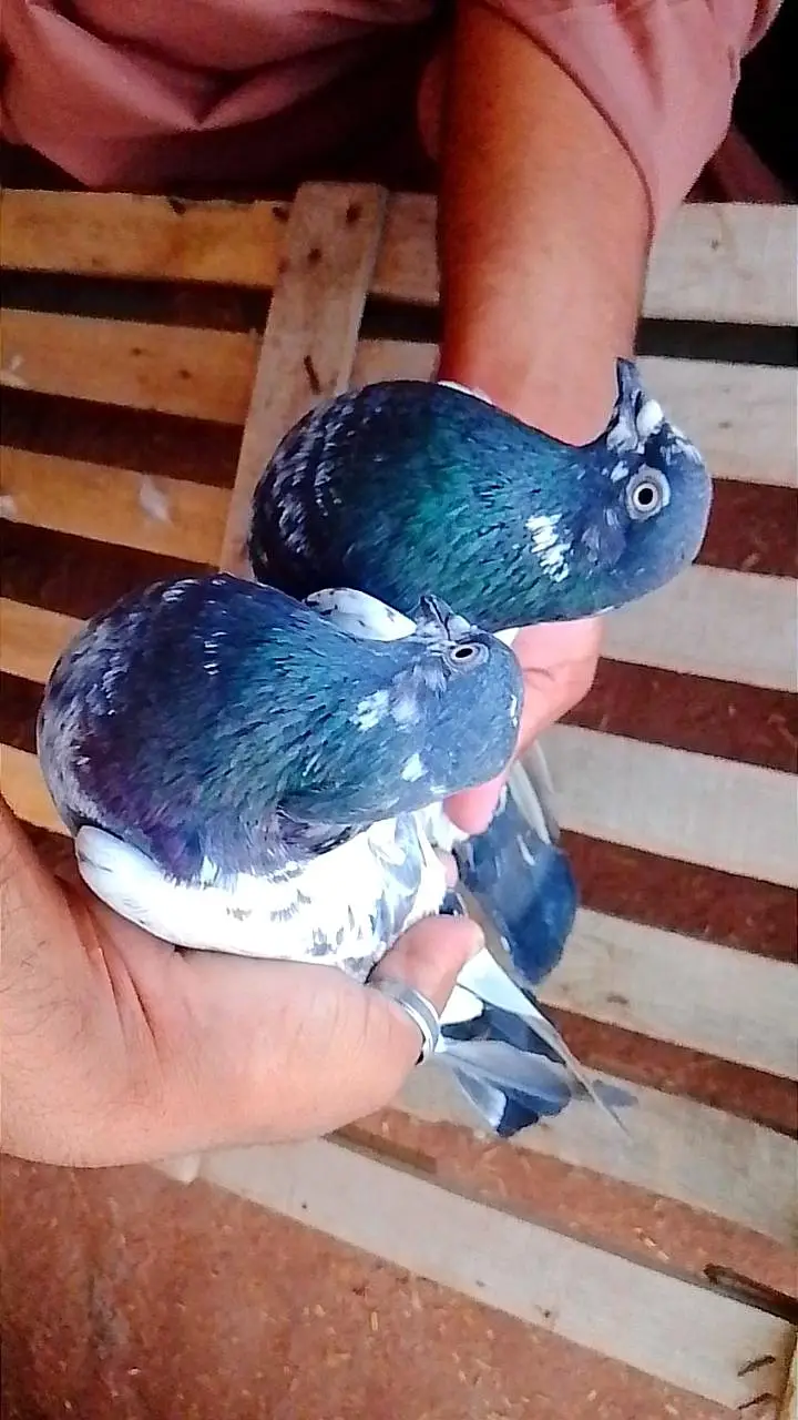 taddy pair for sail whatssap number 03165056770 — photo 2