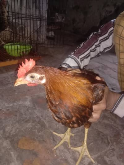 Desi chicks per 500