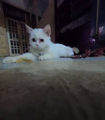 Male persian cat triple coated