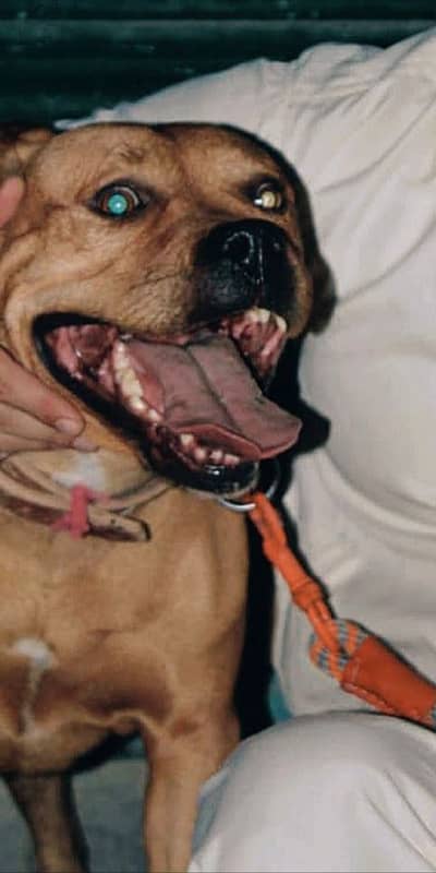 Pit bull