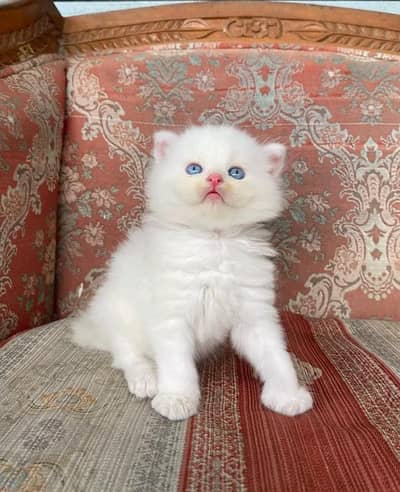 Persian kitten triple cot. for. . sale my WhatsApp03464290927