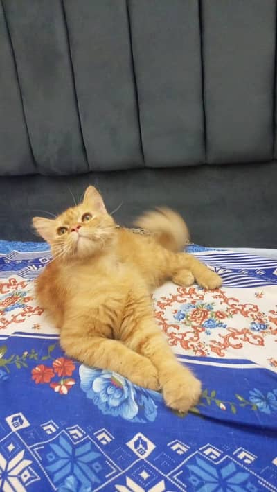 Beautiful Persian cat