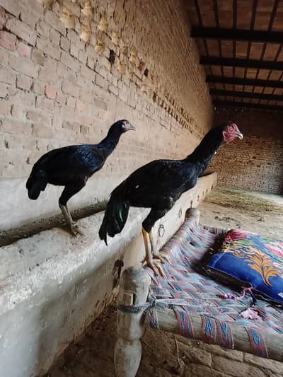 aseel patha or aseel pathi for sale