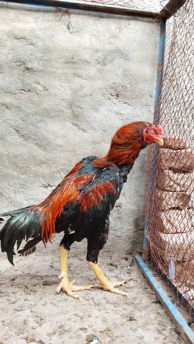 Long height ma Pakistani patha