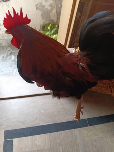 rooster