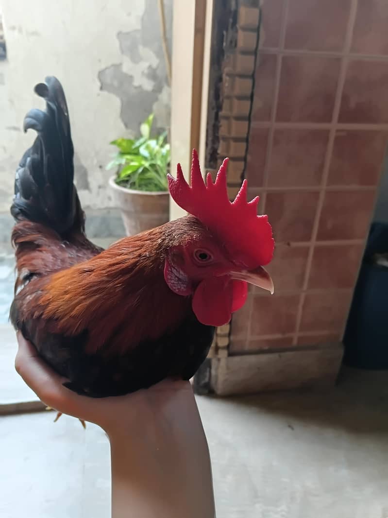 rooster 1