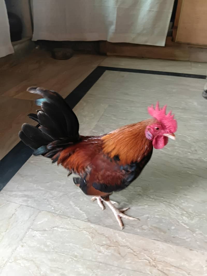 rooster 2