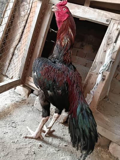 Meawali sindhi cross sirf wtsapp pe rabta kray 03308578584