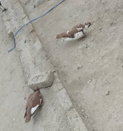 Pair Sale