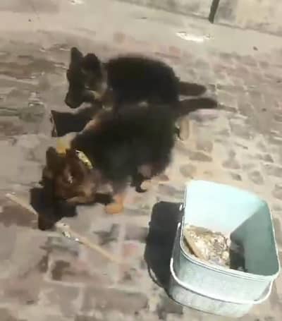 German Shepherd long coat puppies for sale. .