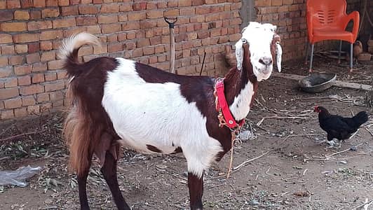 4.5 month pregnant goat