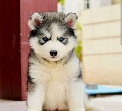 Siberian husky puppies