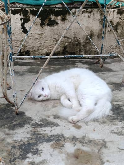 Persian cat