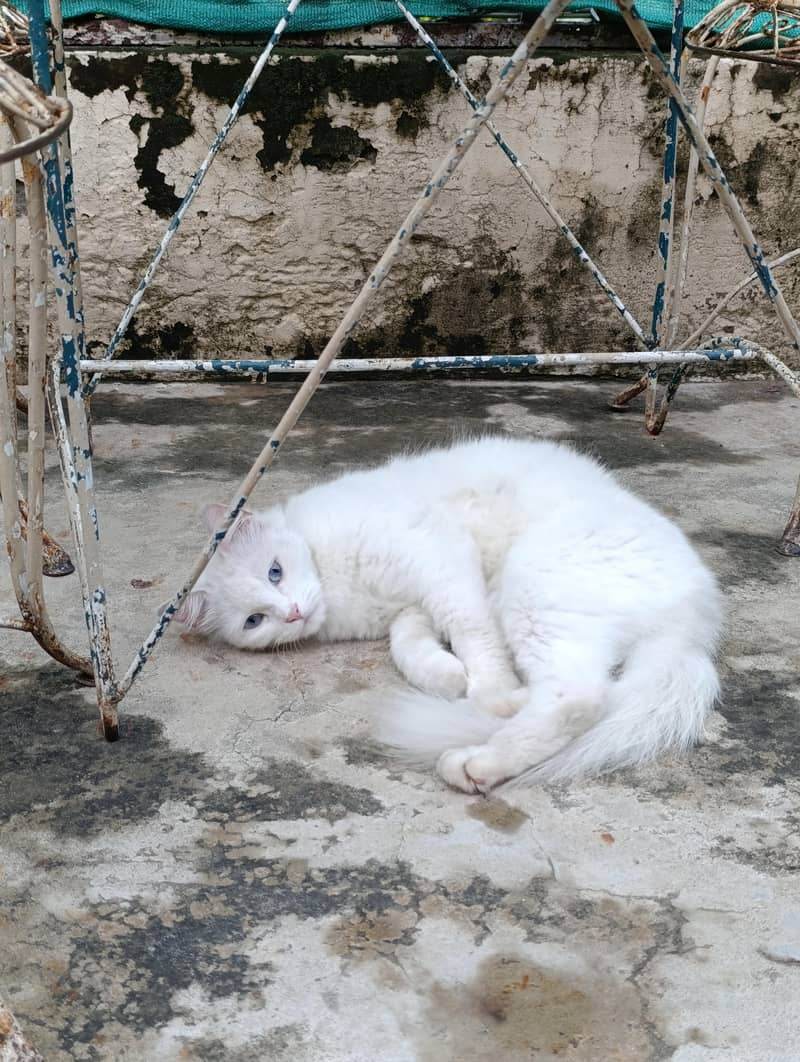 Persian cat 0