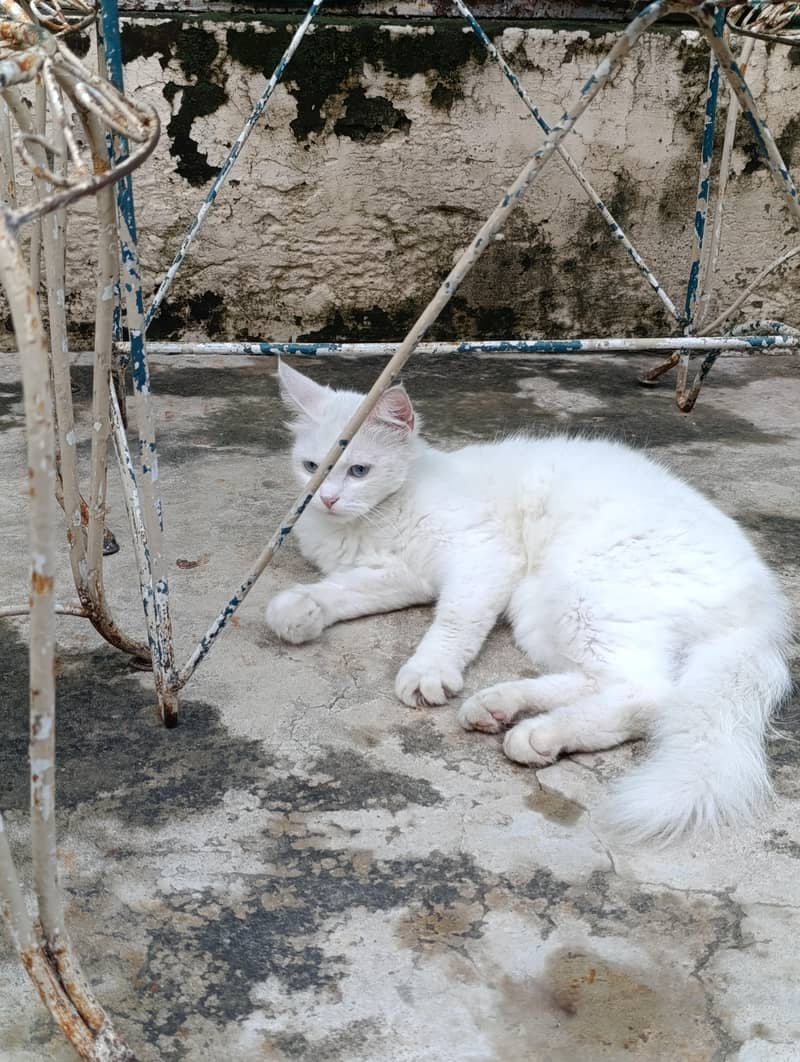 Persian cat 1