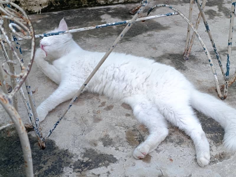 Persian cat 2
