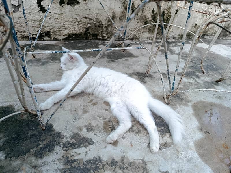 Persian cat 3