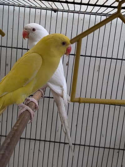 yellow or white ringneck hai