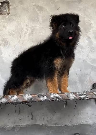 German Shepherd long coat puppies for sale . . .