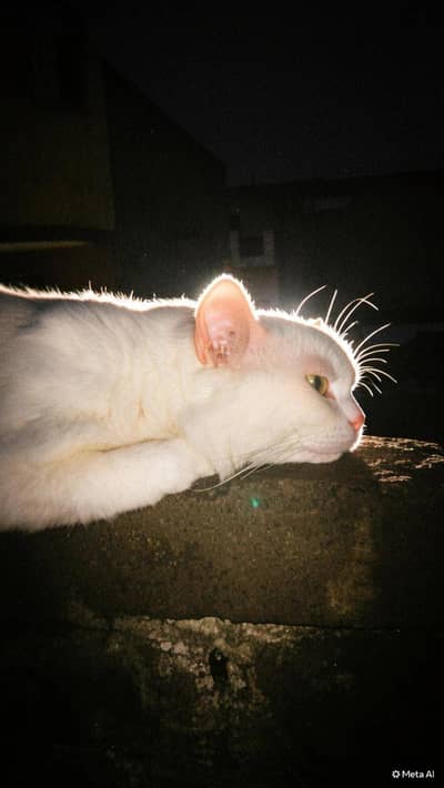 cat for adoption