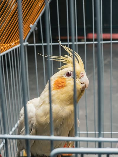 Female yellow cokatiel