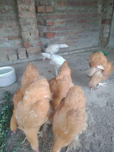 buhat pyary . munasib qematcmin for sale