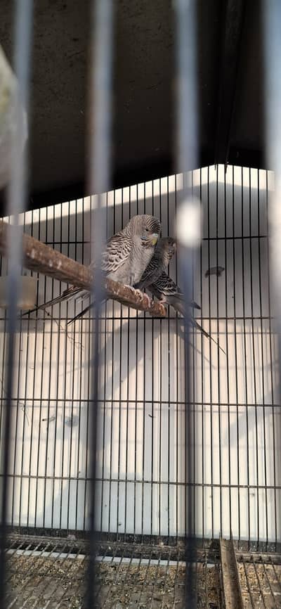 Gray Blackface  Pair for sale – Healthy & Active
