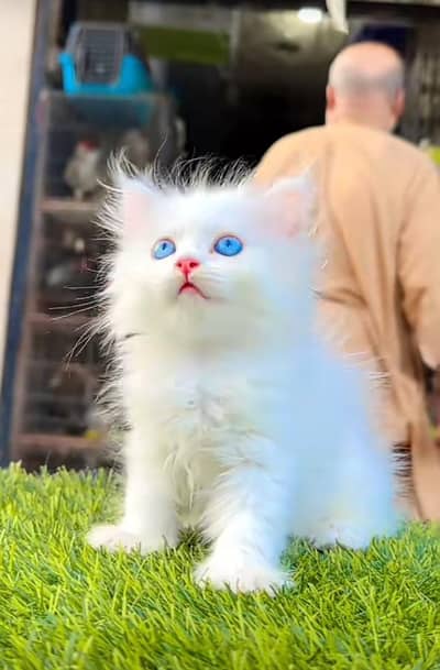 Persian kitten triple cot. for. . sale my WhatsApp03464290927