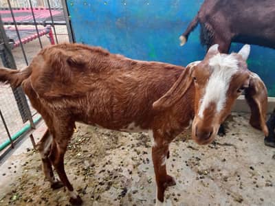 #  Teddy Female Goat | khera goat for sale
