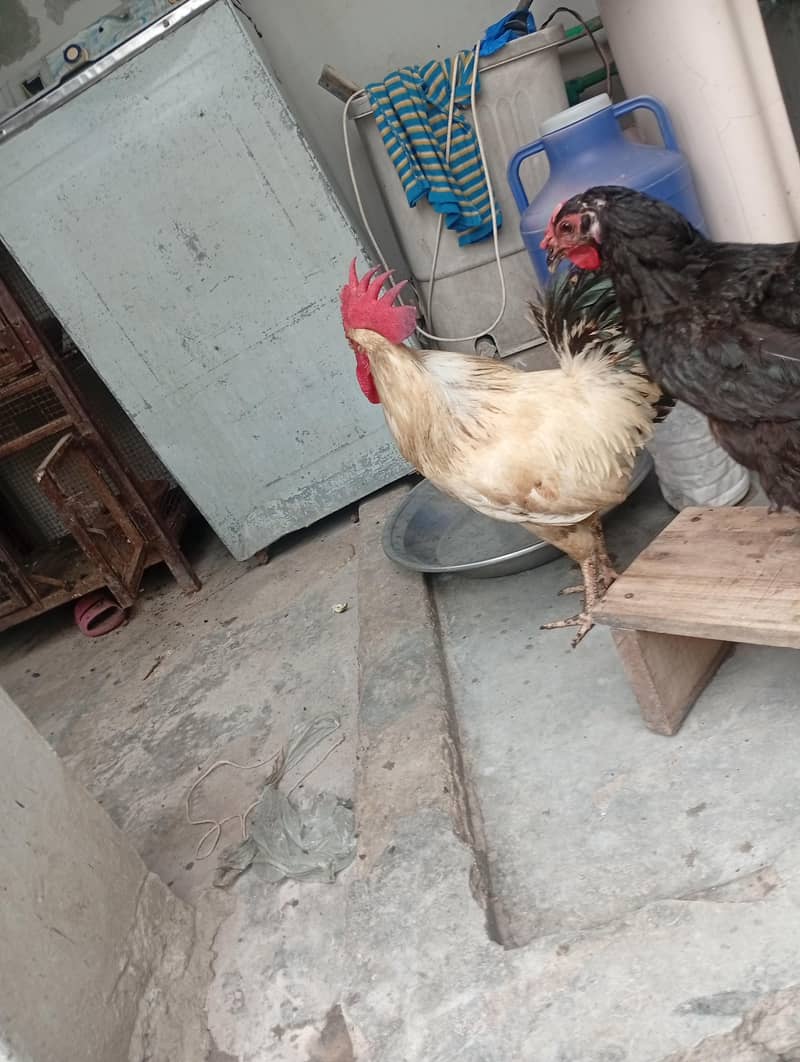 Desi Murga 1