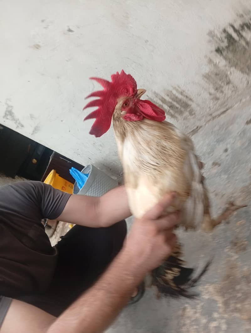 Desi Murga 5