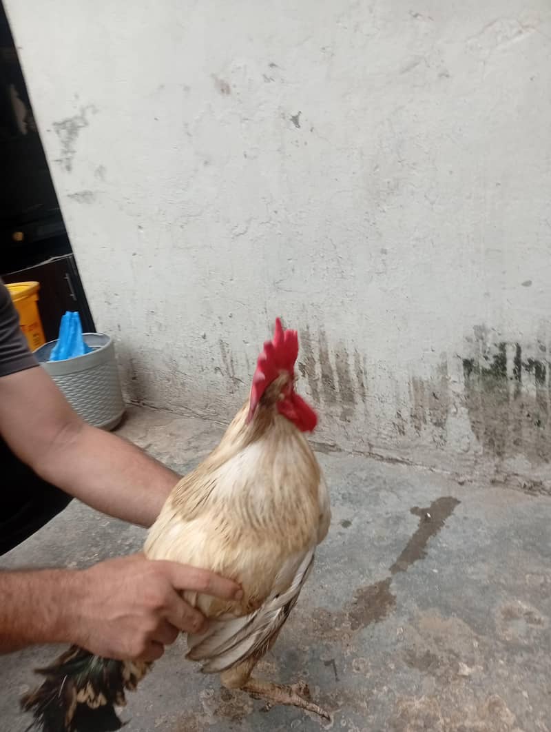 Desi Murga 6