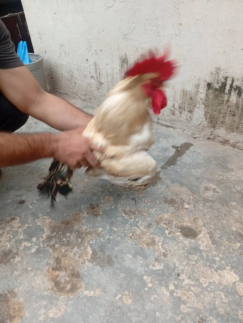 Desi Murga 7