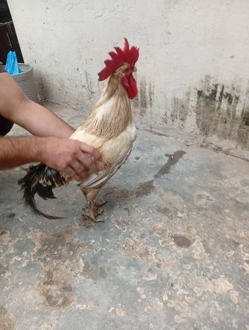 Desi Murga 8