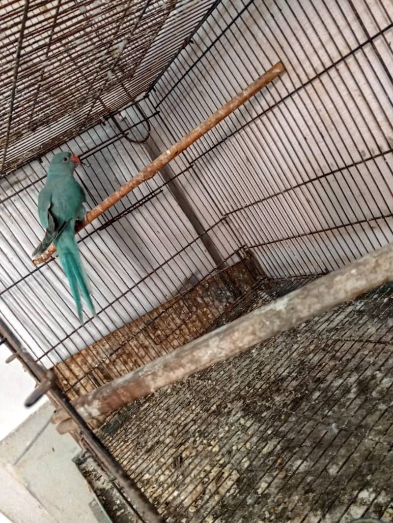 blue Ringneck patha 0