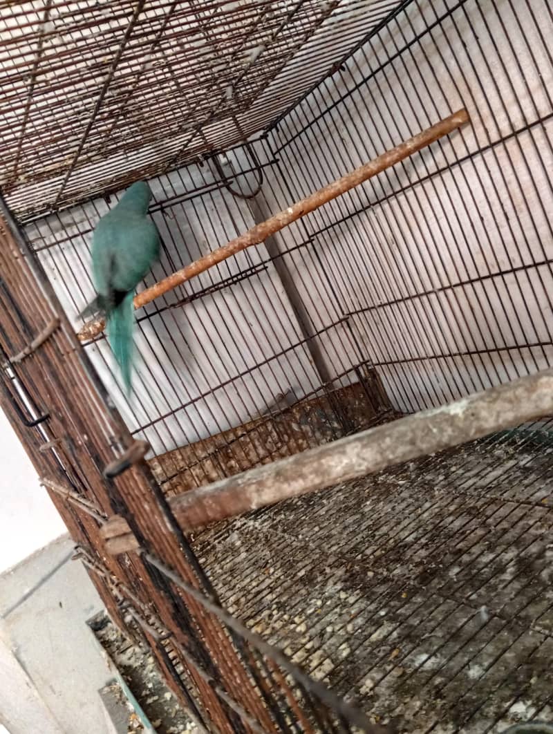 blue Ringneck patha 1