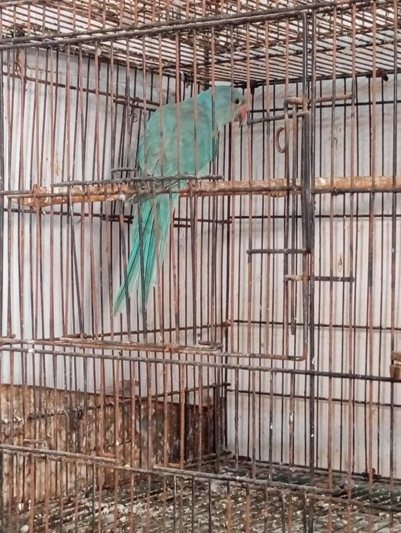 blue Ringneck patha 2