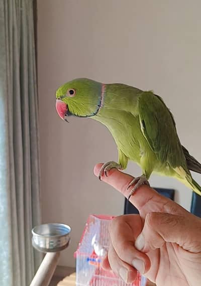 hand tame male cocktail parrot