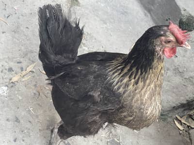 Urgent sale Mishri Egg deiti hai murgi