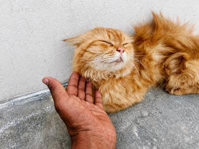 Healthy Persian Cat for Sale