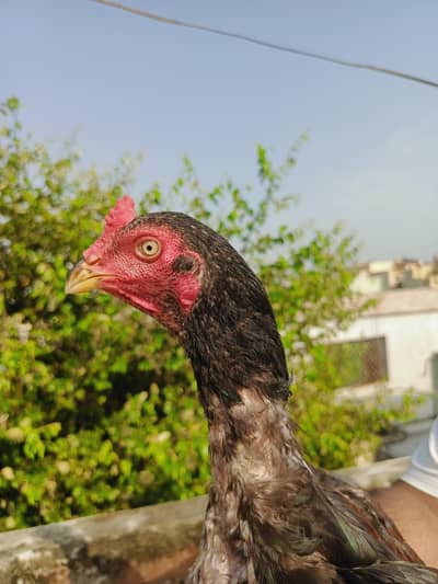 aseel patha for sale