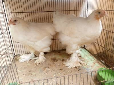bantam female