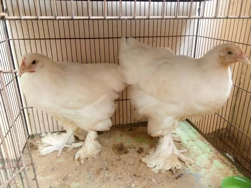 bantam female — photo 2