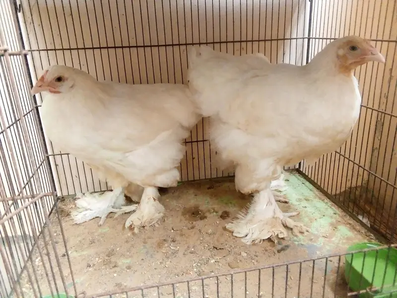 bantam female — photo 3