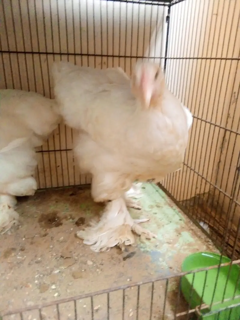 bantam female — photo 4