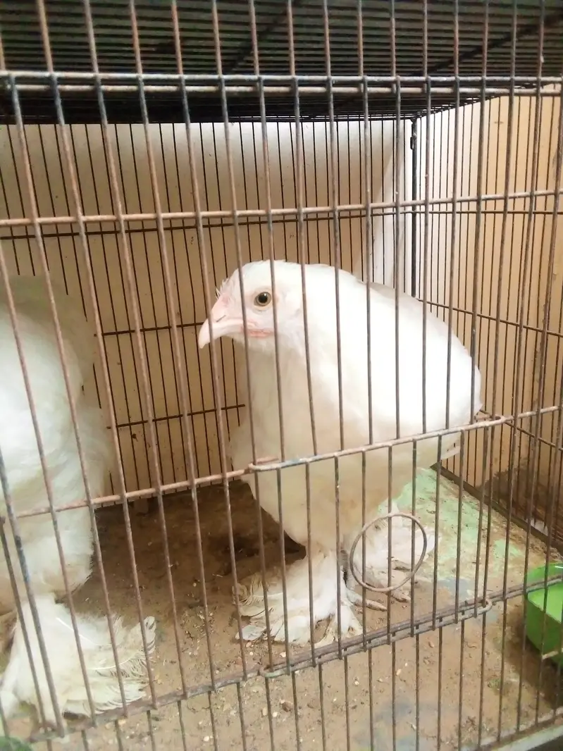 bantam female — photo 5