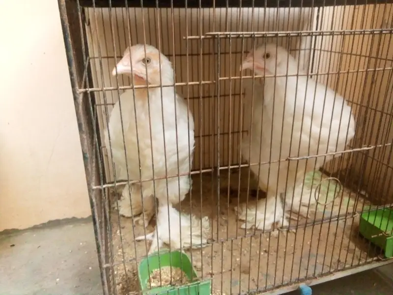 bantam female — photo 8